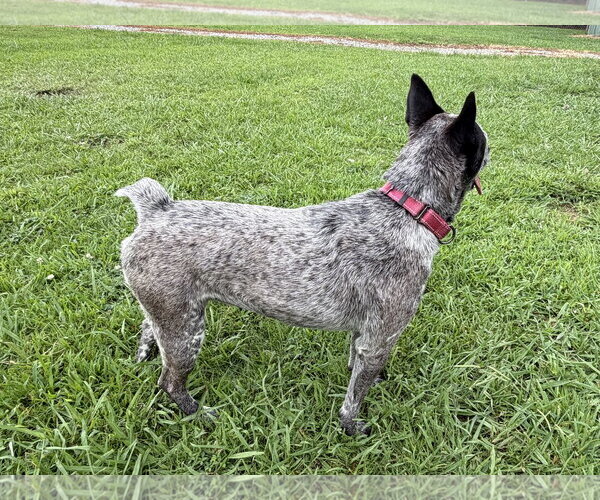 Medium Photo #3 Mutt Puppy For Sale in Garden City, NY, USA