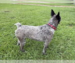 Small #2 Mutt