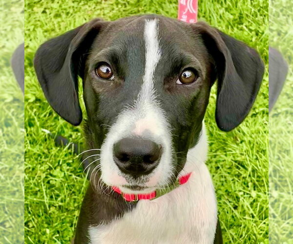 Medium Photo #8 Labrador Retriever-Unknown Mix Puppy For Sale in Canton, CT, USA