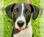 Small #7 Labrador Retriever Mix
