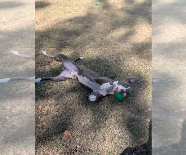 Medium Photo #4 American Pit Bull Terrier-Unknown Mix Puppy For Sale in Raleigh, NC, USA