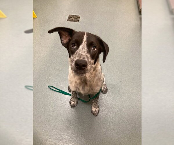 Medium Photo #1 Border Collie-Unknown Mix Puppy For Sale in Baytown, TX, USA