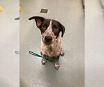 Small Border Collie Mix