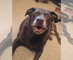 Small #4 Labrador Retriever