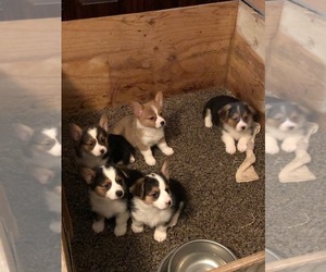 Cardigan Welsh Corgi Puppy for sale in ELKHART, IN, USA