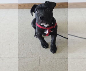 Tootsie Roll - Male Staffordshire Bull Terrier-Unknown Mix Dog for Adoption - Photo #3