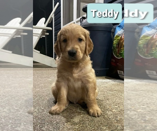 Medium Photo #10 Golden Retriever Puppy For Sale in CUB RUN, KY, USA
