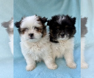 Poodle (Miniature) Puppy for sale in FAIR HAVEN, MI, USA