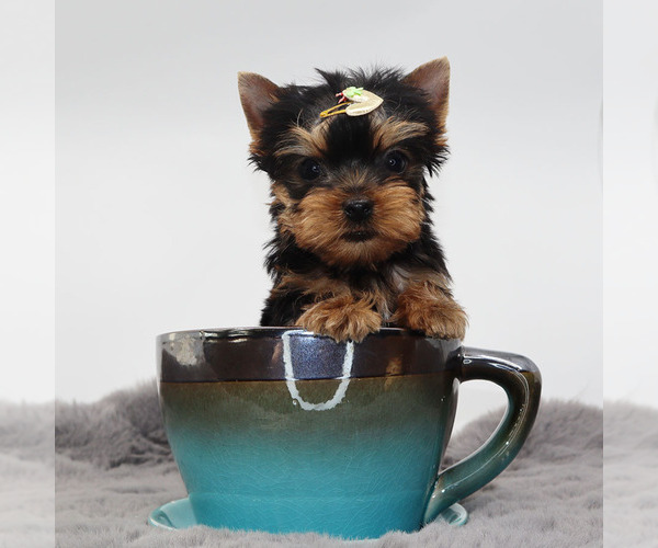 Medium Photo #2 Yorkshire Terrier Puppy For Sale in LOS ANGELES, CA, USA