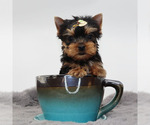 Small #1 Yorkshire Terrier