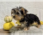 Small #6 Yorkshire Terrier