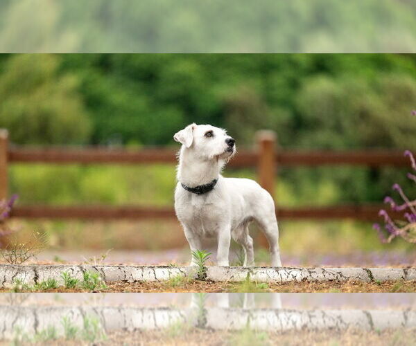 Medium Photo #4 Mutt Puppy For Sale in San Diego, CA, USA