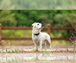 Small #3 Mutt