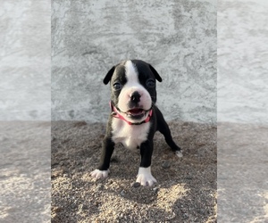 Boston Terrier Puppy for sale in MARICOPA, AZ, USA