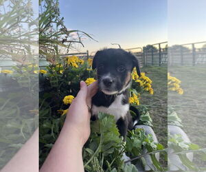 Mutt Dogs for adoption in Garden City, NY, USA