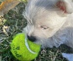 Small Photo #11 West Highland White Terrier Puppy For Sale in PHOENIX, AZ, USA