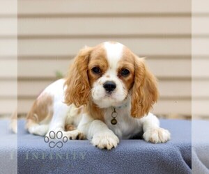 Cavalier King Charles Spaniel Puppy for sale in ANNVILLE, PA, USA