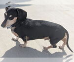 Small #2 Dachshund