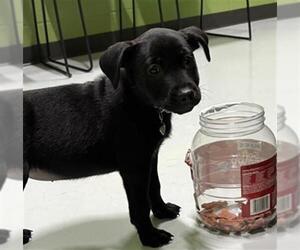 Labrador Retriever-Unknown Mix Dogs for adoption in Temple, TX, USA
