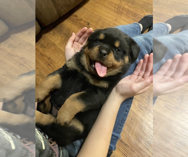 Medium Photo #5 Rottweiler Puppy For Sale in COMO, MS, USA