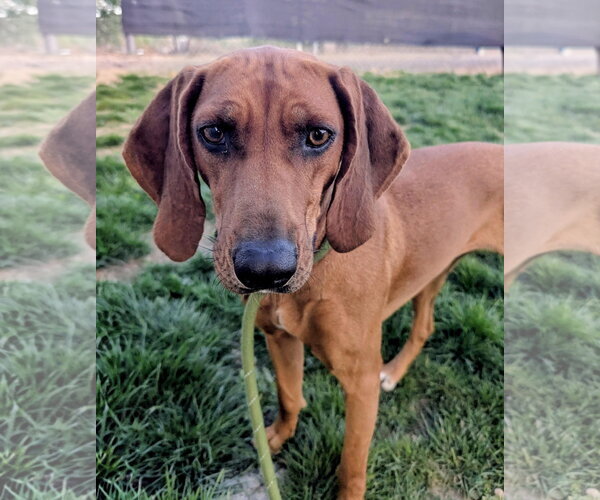 Medium Photo #1 Mutt Puppy For Sale in Emmett, ID, USA