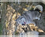 Small #4 Siberian Husky