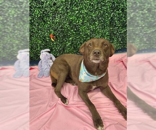 Medium Photo #4 Australian Kelpie-Unknown Mix Puppy For Sale in Corpus Christi, TX, USA