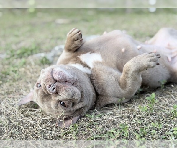 Medium Photo #1 French Bulldog Puppy For Sale in NAPLES, FL, USA