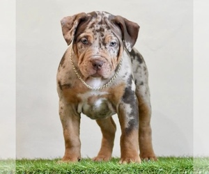 American Bully Puppy for sale in DE LEON SPRINGS, FL, USA