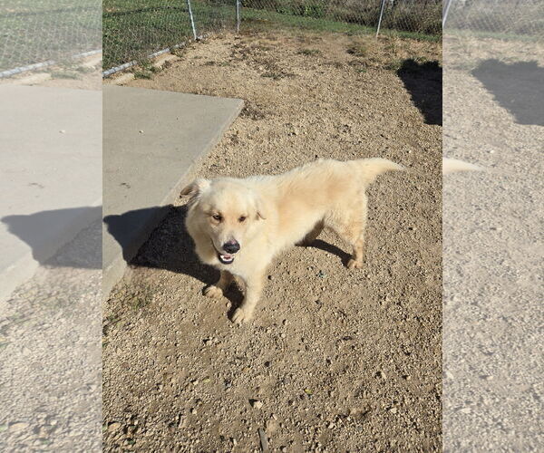 Medium Photo #1 Great Pyrenees-Unknown Mix Puppy For Sale in Maquoketa, IA, USA