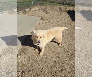 Great Pyrenees-Unknown Mix Dogs for adoption in Maquoketa, IA, USA