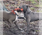 Small #19 American Pit Bull Terrier-Labrador Retriever Mix
