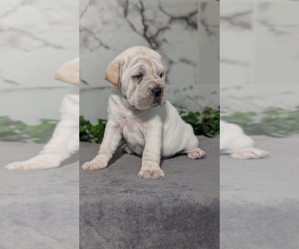 Medium Photo #7 Cocker-Pei Puppy For Sale in GOSHEN, IN, USA