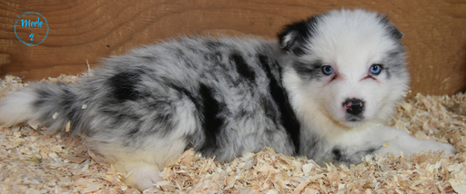 Medium Photo #8 Border Collie Puppy For Sale in WHITE SALMON, WA, USA