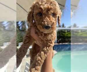 Goldendoodle Puppy for sale in HANFORD, CA, USA