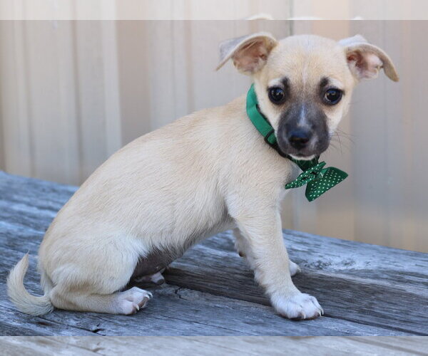 Medium Photo #2 Chihuahua-Unknown Mix Puppy For Sale in Bandera, TX, USA