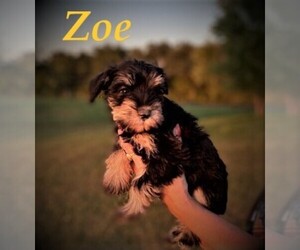 Schnauzer (Miniature) Puppy for sale in ROLLA, MO, USA