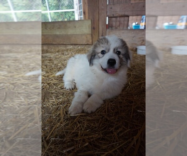 Medium Photo #1 Great Pyrenees Puppy For Sale in ZEBULON, NC, USA
