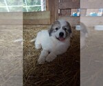 Small Photo #1 Great Pyrenees Puppy For Sale in ZEBULON, NC, USA
