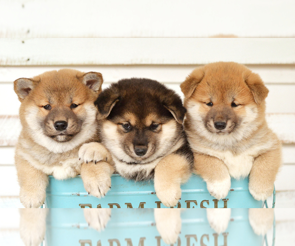 Medium Photo #4 Shiba Inu Puppy For Sale in Neosho, MO, USA