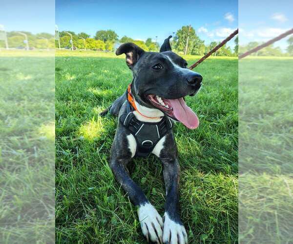 Medium Photo #9 Mutt Puppy For Sale in Utica, NY, USA