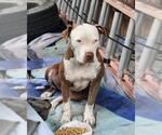 Small American Staffordshire Terrier Mix