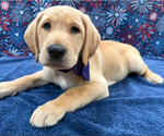 Puppy Gracie Labrador Retriever