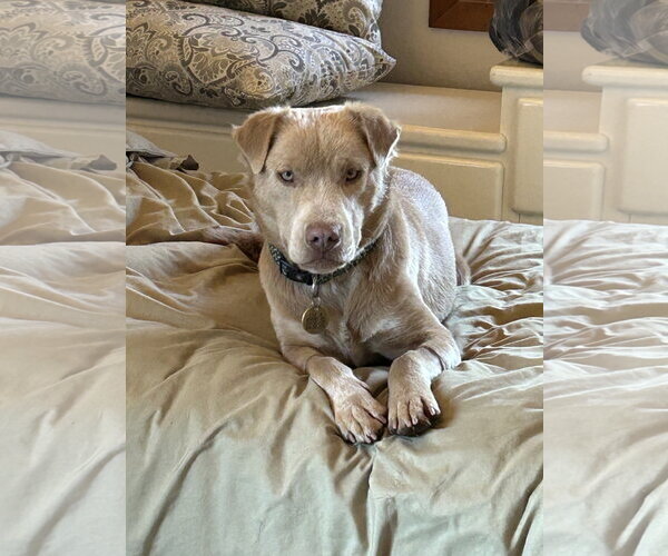 Medium Photo #7 Labrador Retriever-Unknown Mix Puppy For Sale in San Diego, CA, USA