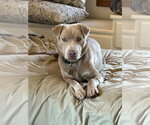 Small #6 Labrador Retriever Mix