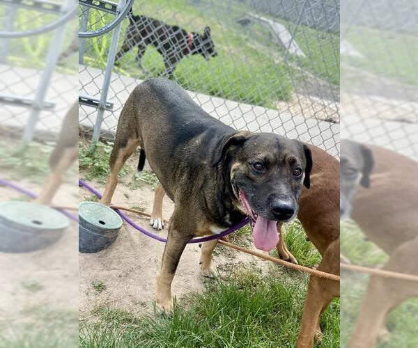 Medium Photo #1 Plott Hound-Unknown Mix Puppy For Sale in Conroe, TX, USA