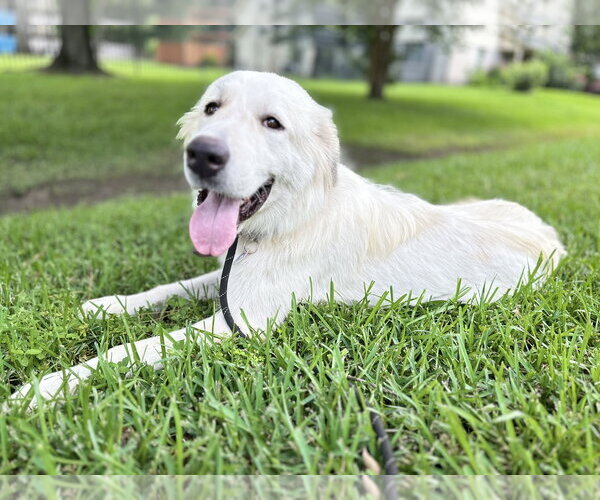 Medium Photo #18 Great Pyrenees Puppy For Sale in Spring, TX, USA