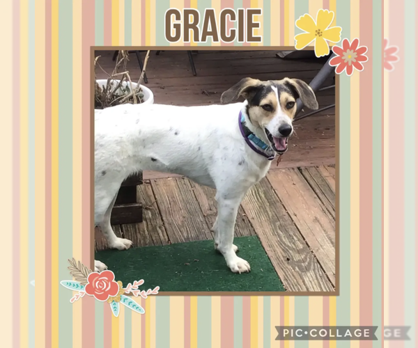 Medium Photo #4 Mutt Puppy For Sale in Westminster, MD, USA