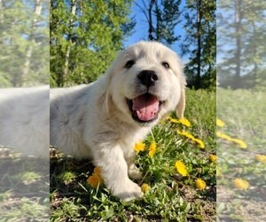 Medium English Cream Golden Retriever