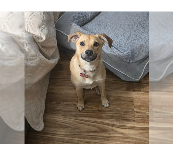 Medium Photo #1 Chihuahua-Unknown Mix Puppy For Sale in Springdale, PA, USA